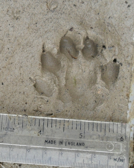 Otter print (c) Darren Tansley