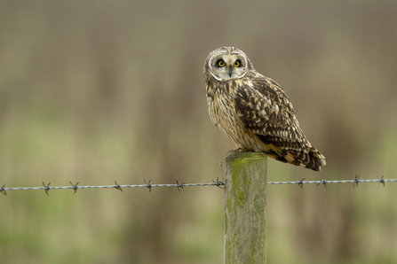 Short-eared owl perching on fence post