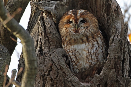 Tawny owl in tree