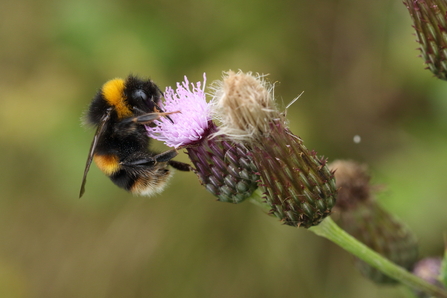 Buff-tailed bumblebee
