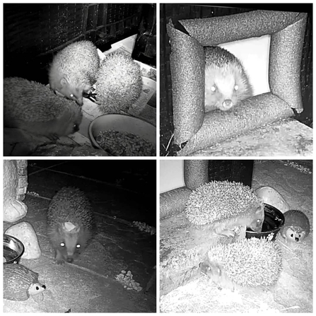 Images of hedgehogs taken by the BS3 Hedgehog Project
