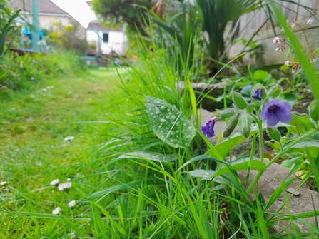 Lawn No Mow May