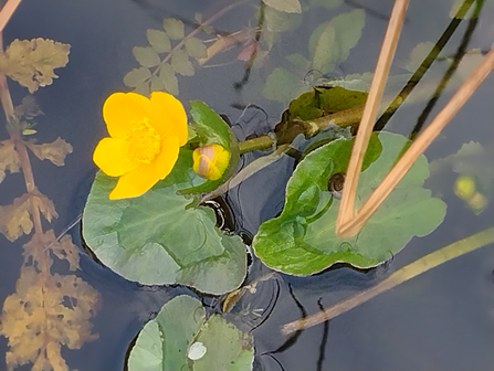 A yellow marsh marigold in a pond