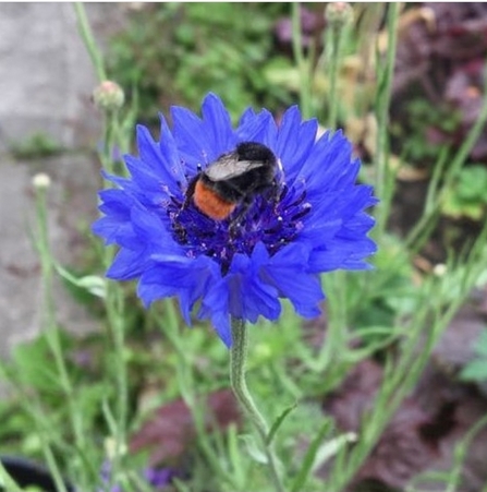 Blooming Whiteway Bee
