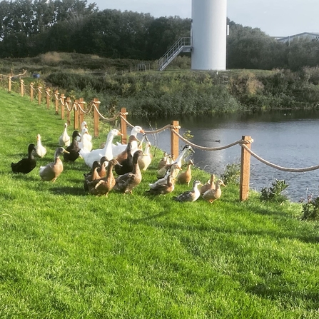 Ducks at GENeco pond
