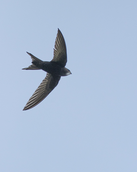 A swift flying against a blue sky