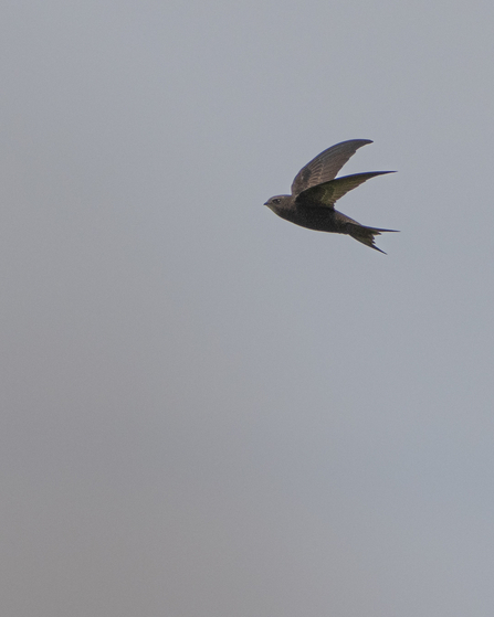 A swift in flight against a grey sky
