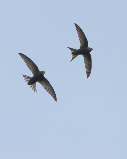 Two swifts flying together against a blue sky