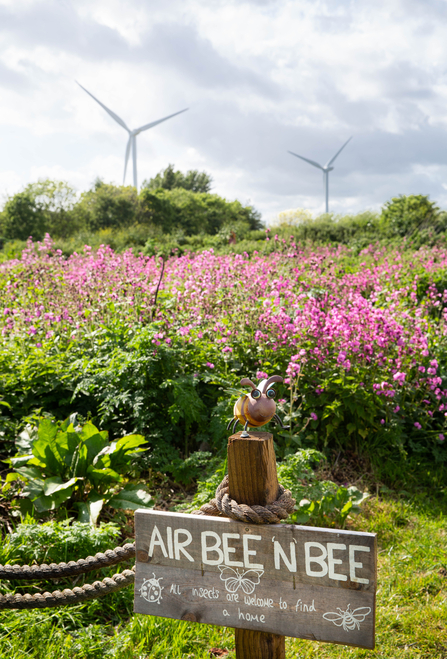 Wildflower meadow at GENeco