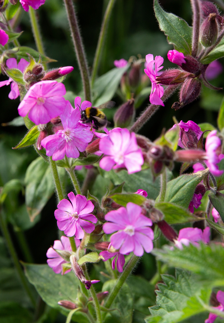 Flower and bee at GENeco