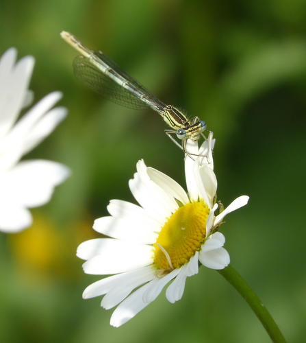 White legged damselfly on a daisy