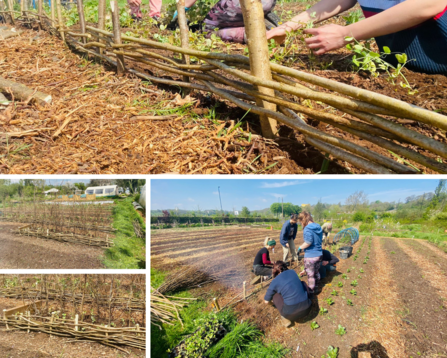 Hazel barriers at Grow Wilder