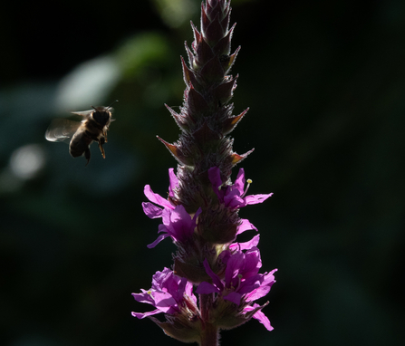 European Honey Bee Purple Loostrife Stephanie Chadwick