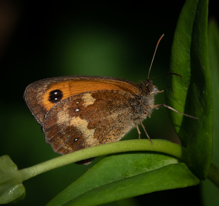 Gatekeeper Butterfly Stephanie Chadwick