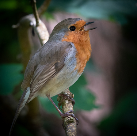Robin Stephanie Chadwick