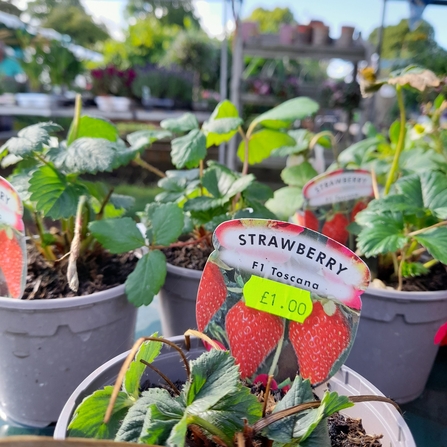 Redcatch Community Garden plant_sales_Square