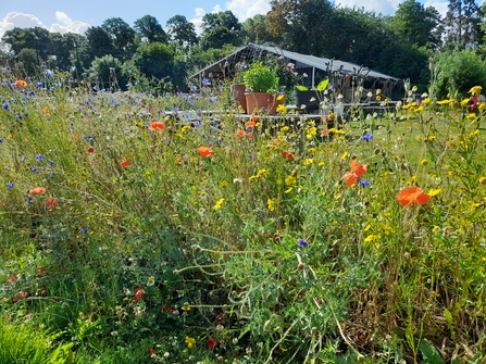 Redcatch Community Garden wild flower patch 3