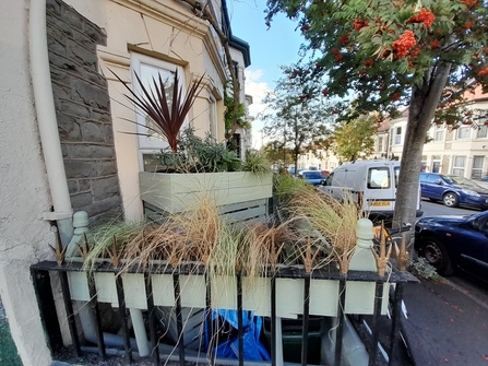 Grenville_Johnson_BS5_St_George_in_Bloom_Front_Garden_3