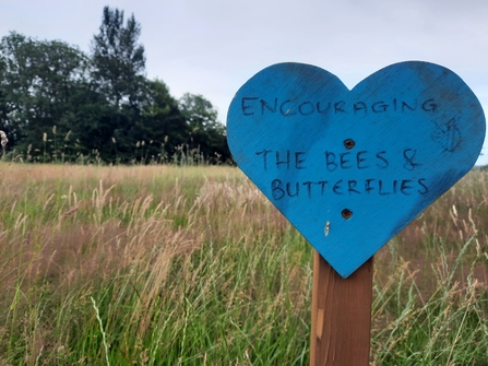 Wildflower Meadow Whiteshill Common Project WEG