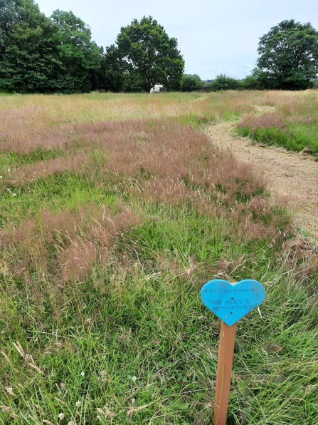 Wildflower Meadow Whiteshill Common Project 7 WEG