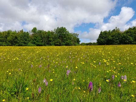 A wildflower meadow with trees in the background