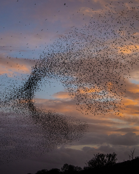 Starling murmurating against a sun-setting sky