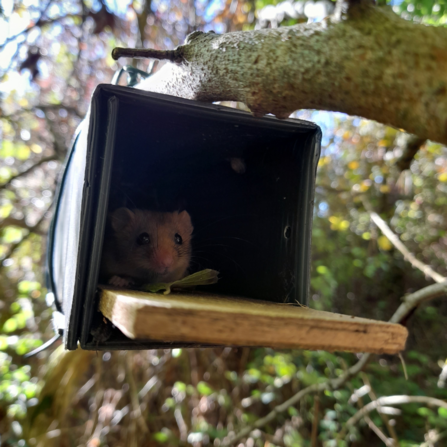 Dormouse peering out from a tube nest in a tree