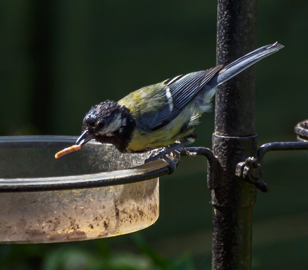 feeding birds mealworms