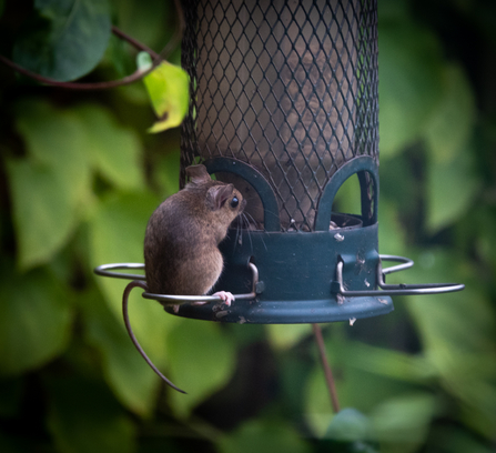 Field mouse on bird feeder in BS9