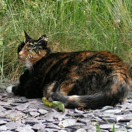 Garden_cat_cpt_Richard_Burkmarr_square