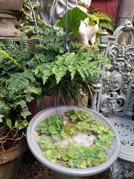 Water feature for wildlife in urban garden