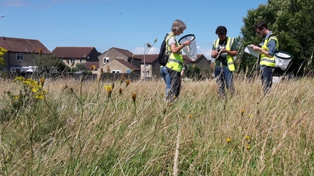 Three people stood in a field of long grass, looking through their sweep nets