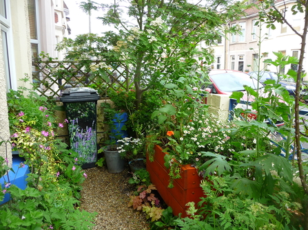 BS3 Community Nature Reserve FRONT GARDEN