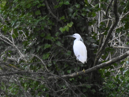 Little Egrit in Ashton wetlands
