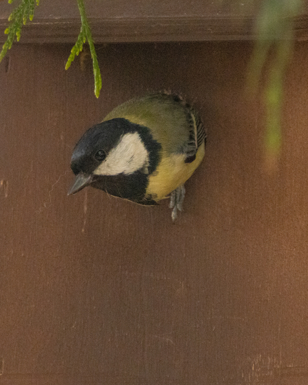 Great tit in nest box