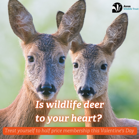 Is wildlife deer to your heart? Treat yourself to half price membership this Valentine's Day