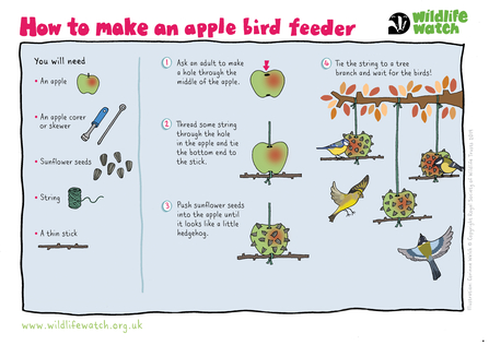 Instructions on how to make an apple bird feeder