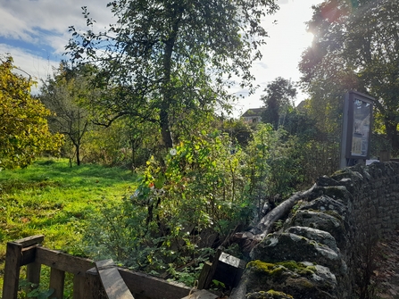 Thornbury Orchard Group in autumn sunshine