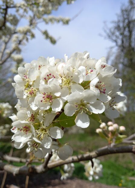 Orchard Blossom Day