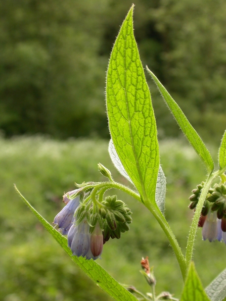 Comfrey