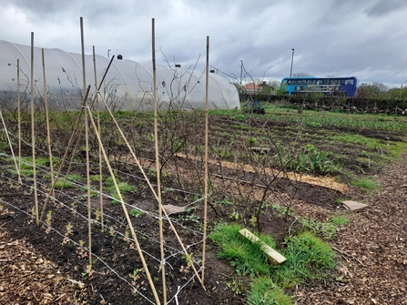 Veg growing at Grow Wilder