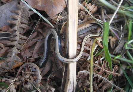 A hatchling slow worm
