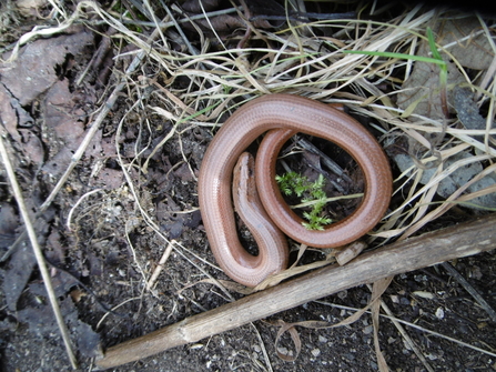 A male slow worm on the ground