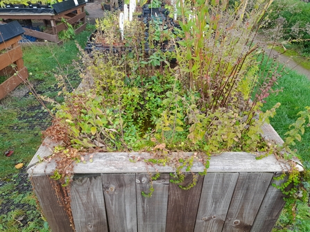 Bog garden at Grow Wilder