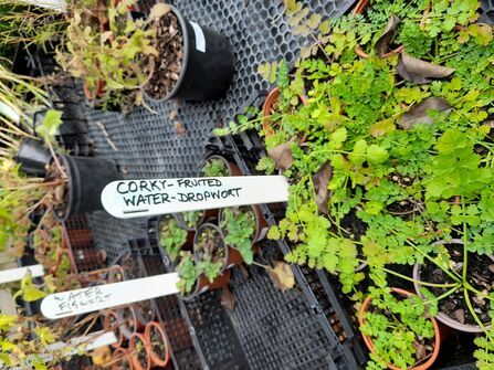 Bog garden Grow Wilder Corky Fruited Water Dropwort