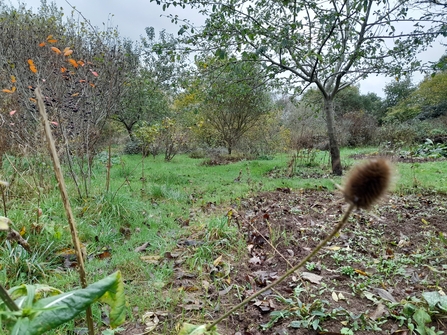 Friends Of Emersons Green Park community orchard teasel