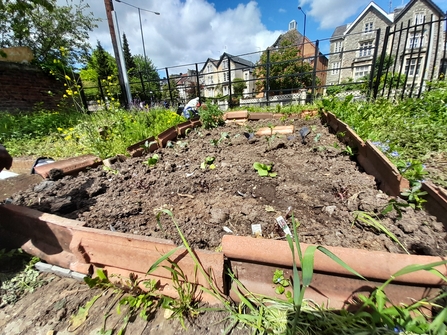 St Pauls Seventh Corner Community Garden