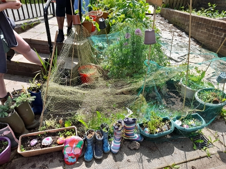 St Pauls Seventh Corner Community Garden plants