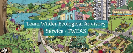 Team wilder Ecological Advisory Service