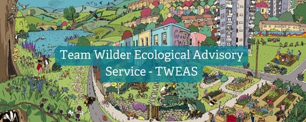 Team wilder Ecological Advisory Service